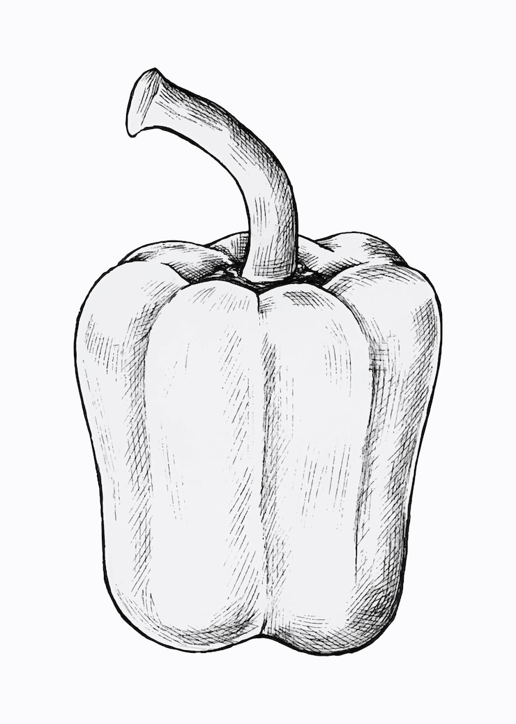 Vecteur gratuit poivron frais dessiné à la main