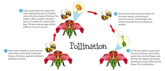 Vecteur gratuit la pollinisation des fleurs une infographie pédagogique