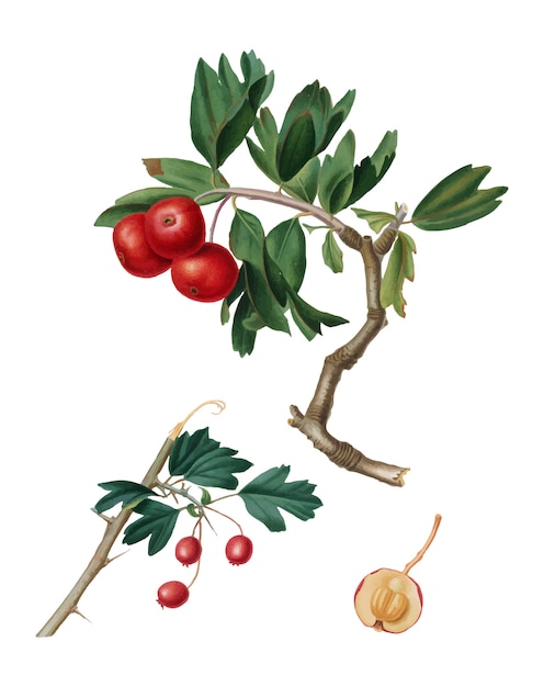 Vecteur gratuit pomme épine rouge de pomona italiana illustration