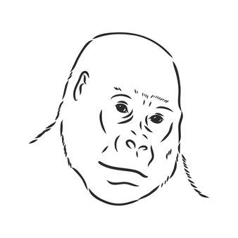 Portrait de gorille détaillé style dessiné à la main isolé sur fond blanc gorille