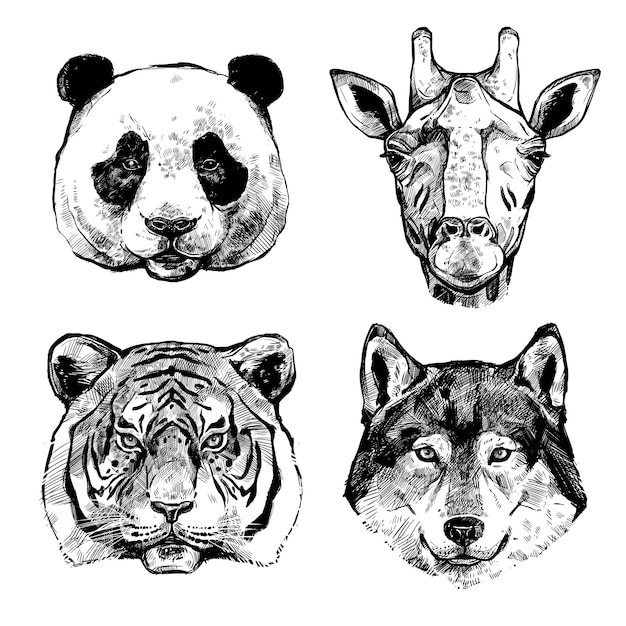 Portraits D'animaux Dessinés à La Main