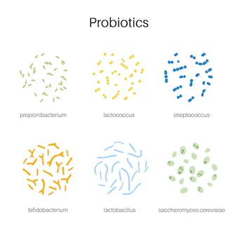 Probiotiques. bactéries pathogènes et bénéfiques les plus courantes. illustration vectorielle de microbiote intestinal humain