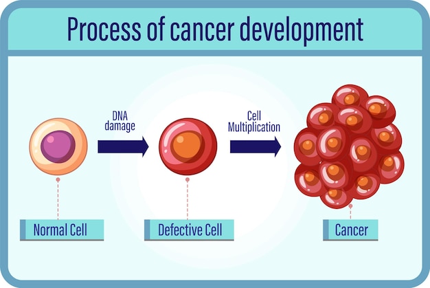 Processus De Développement Du Cancer