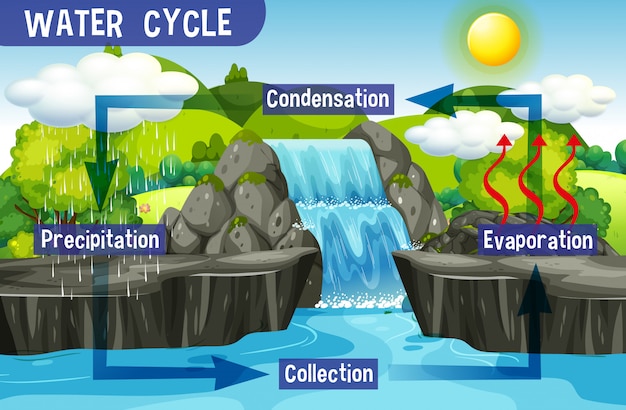 Processus du cycle de l'eau sur Terre - Scientifique