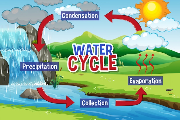 Vecteur gratuit processus du cycle de l'eau sur terre