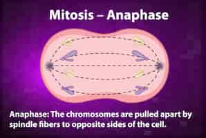 Vecteur gratuit processus de mitose anaphase avec explications