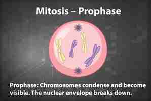 Vecteur gratuit processus de prophase de la mitose avec explications