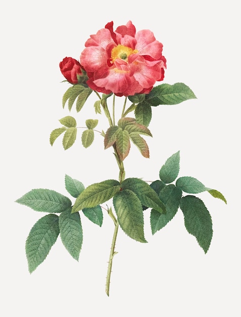 Provins rose rose