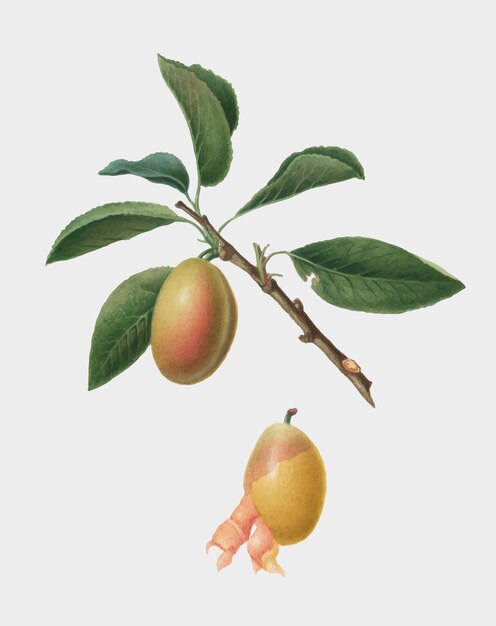 Prune arménienne d&#39;illustration de Pomona Italiana