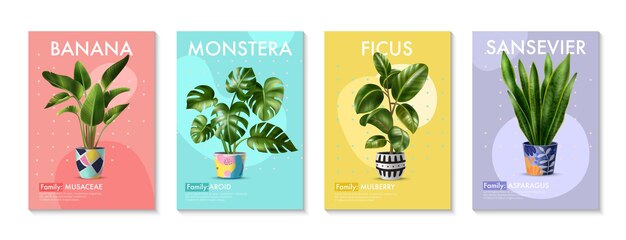 Quatre affiches réalistes avec des plantes vertes tropicales banane palmier monstera ficus et sansevieria dans des pots et leurs noms de famille illustration isolée