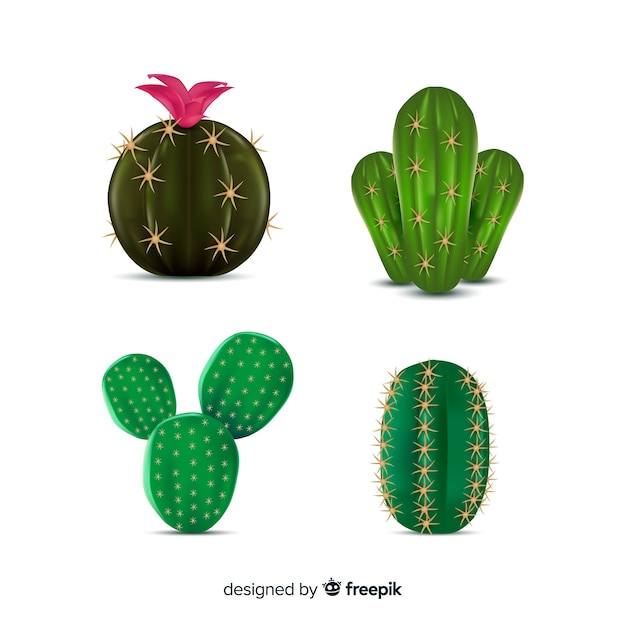 Vecteur gratuit quatre cactus réalistes illustrés, isolés