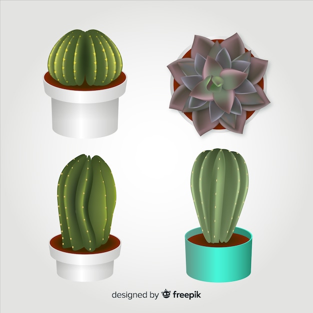 Vecteur gratuit quatre cactus réalistes illustrés, isolés