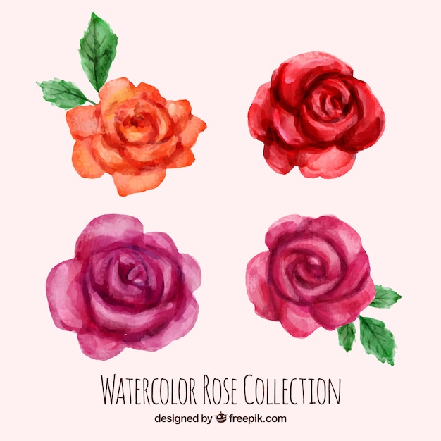 Vecteur gratuit quatre jolies roses d'aquarelle