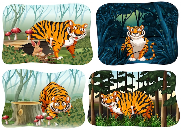 Vecteur gratuit quatre scène de tigre vivant dans l'illustration de la forêt