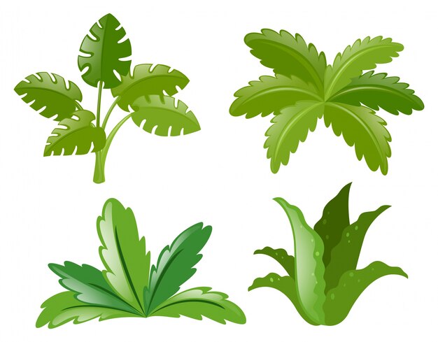 Quatre types de plantes