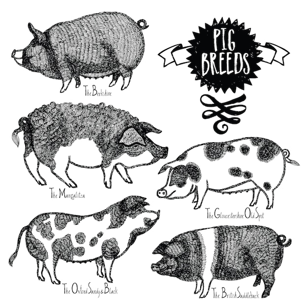 Races de porc Illustration vectorielle Croquis de style