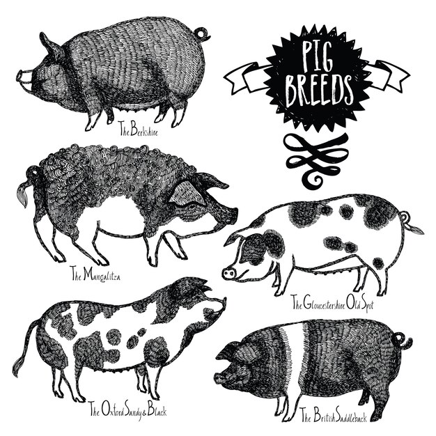 Races de porc Illustration vectorielle Croquis de style