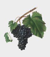 Vecteur gratuit raisins canaiolo noirs de pomona italiana illustration
