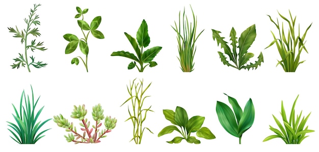 Vecteur gratuit réaliste graminées herbes succulentes céréales plantes vertes sertie de trèfle pissenlit ciboulette plantain isolé illustration vectorielle