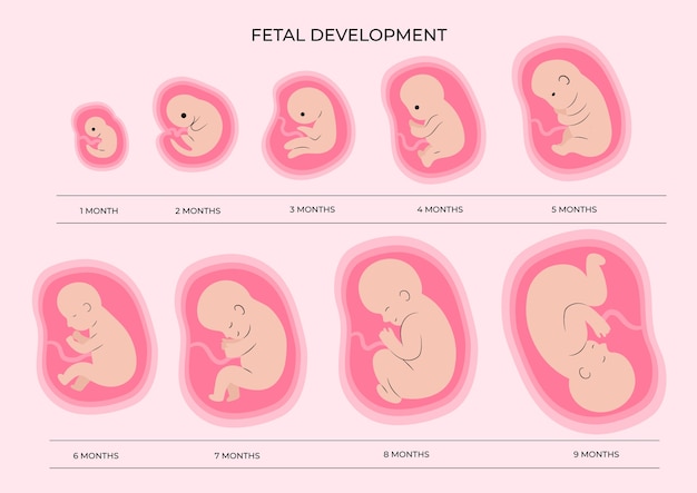 Recueil de moments de développement fœtal