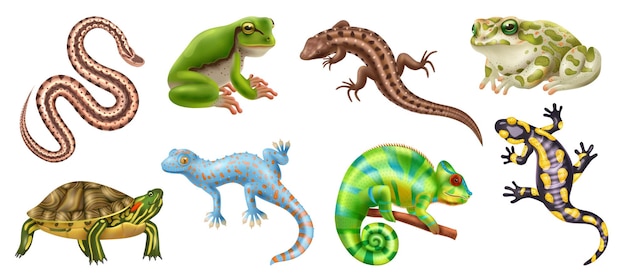 Vecteur gratuit des reptiles réalistes et colorés, des amphibiens, des icônes d'animaux avec des serpents, des grenouilles, des lézards, des tortues, des illustrations vectorielles.