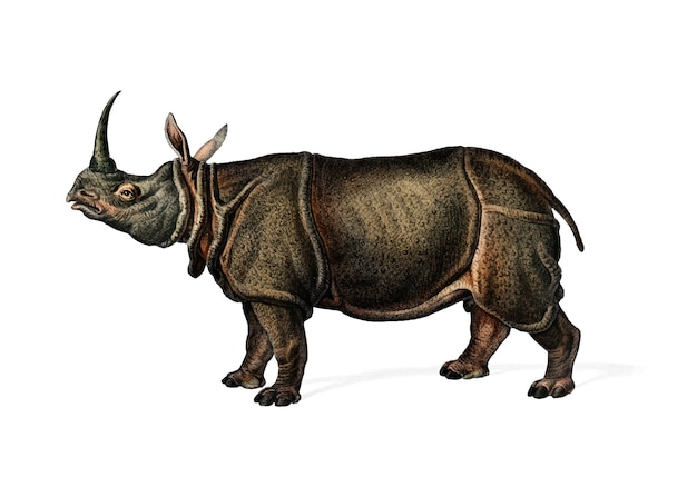 Vecteur gratuit rhinocéros indien (rhinoceros unicornis)