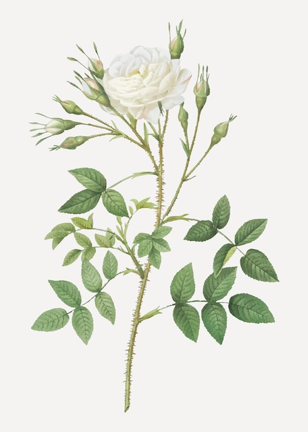 Rose blanche de Rosenberg