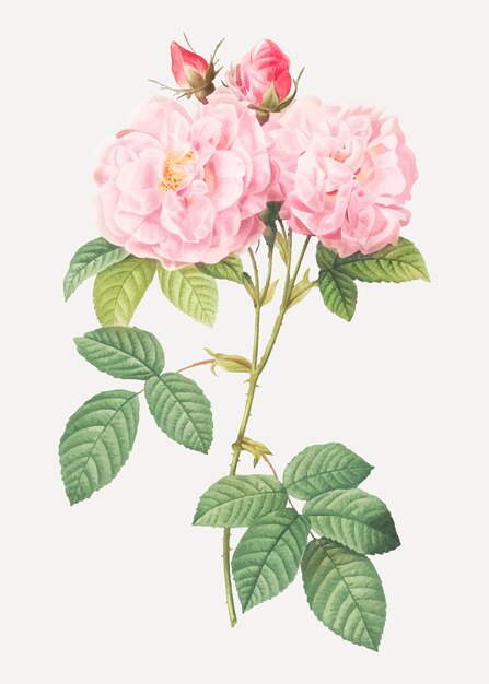 Rose damassé italienne