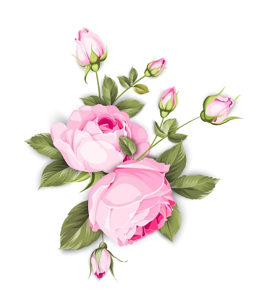 Rose en fleurs sur fond blanc