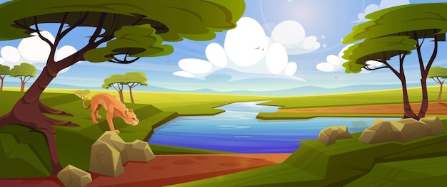 Savane avec lionne près de la rivière, des acacias et de l'herbe verte. Illustration de dessin animé de vecteur de savane africaine, paysage tropical avec jet d'eau, pierres et lion sur le rivage