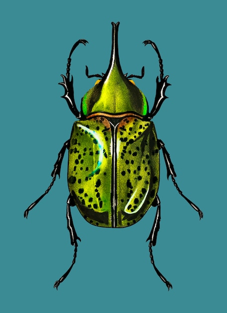 Vecteur gratuit scarabée de l'est (scarabaeus hyllus)
