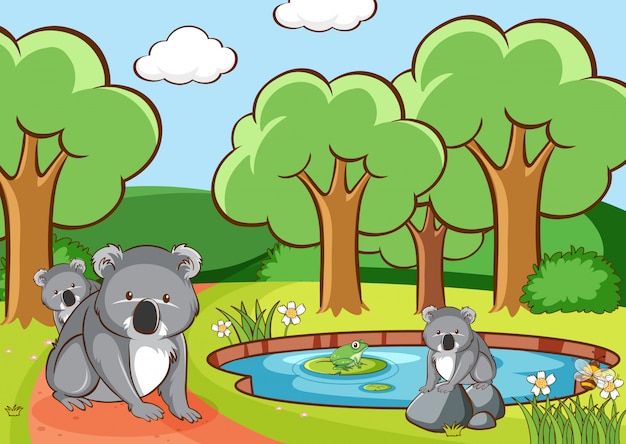 Scène Avec Koala Dans Le Parc