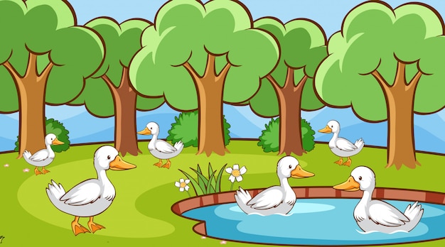 Vecteur gratuit scène avec de nombreux canards dans l'étang