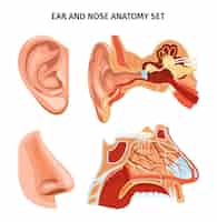 Vecteur gratuit schéma d'anatomie du nez et des oreilles avec apparence et coupe transversale d'organes illustration vectorielle réaliste