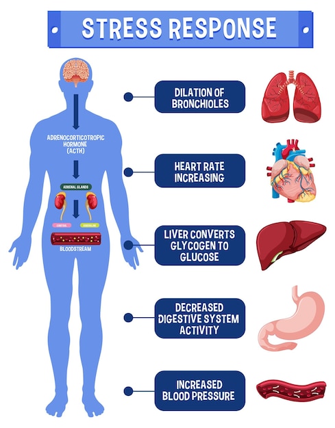 Schéma Du Système De Réponse Au Stress