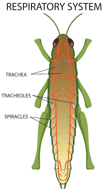 Vecteur gratuit schéma du système respiratoire des insectes