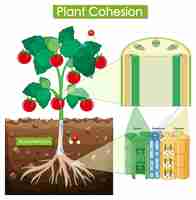Vecteur gratuit schéma montrant la cohésion végétale