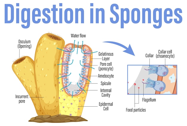 Schéma Montrant La Digestion Dans Les éponges