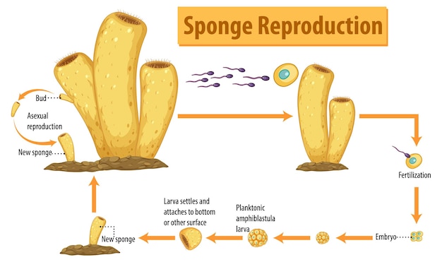 Vecteur gratuit schéma montrant la reproduction des éponges