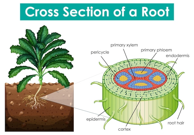 Vecteur gratuit schéma montrant la section transversale d'une racine