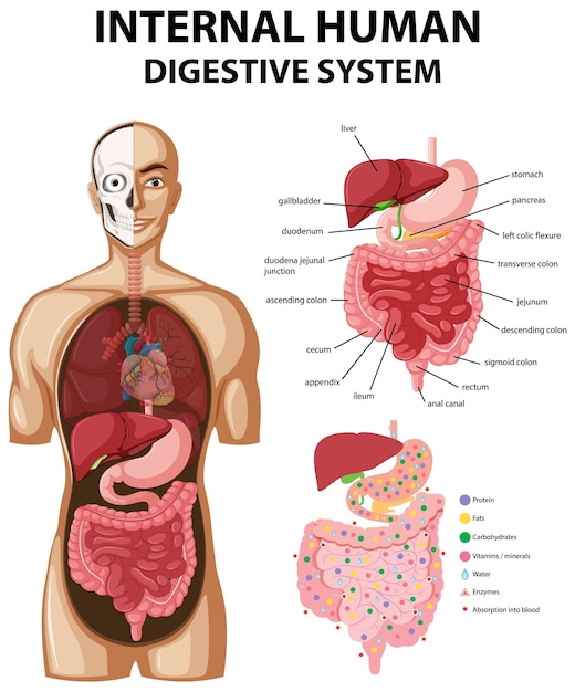 Vecteur gratuit schéma montrant le système digestif humain interne