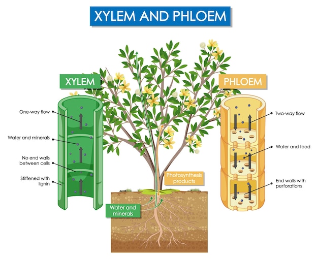 Schéma montrant le xylème et le phloème