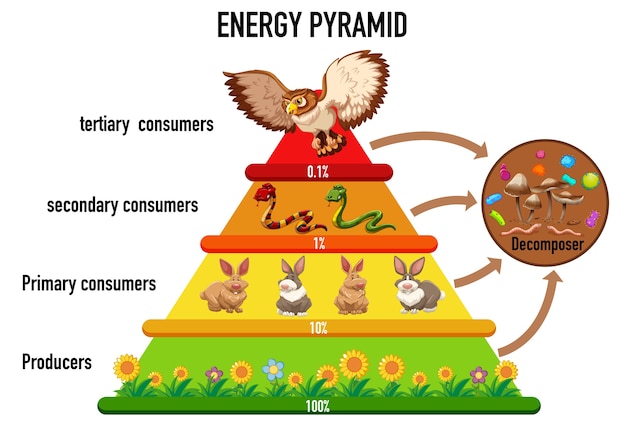 Vecteur gratuit science pyramide écologique simplifiée