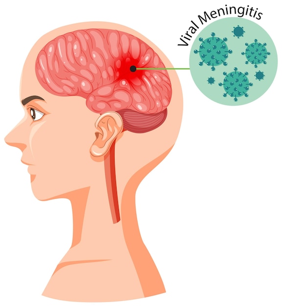 Vecteur gratuit section de tête humaine avec cerveau