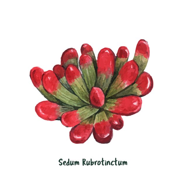 Sedum rubrotinctum succulente dessinés à la main