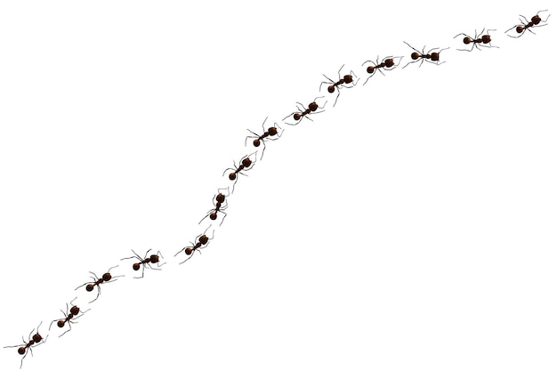 Sentier de fourmis noires silhouettes de groupe courbe d'insectes de travail isolés sur fond blanc