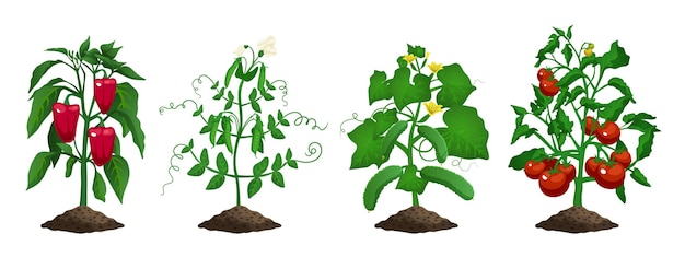 Vecteur gratuit sertie d'images isolées de plants de tomates poivrons pois concombres cultivant des légumes biologiques sur illustration vectorielle fond blanc