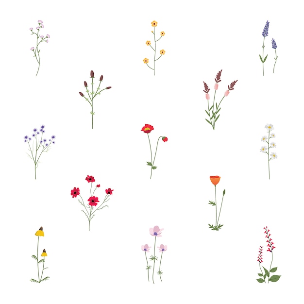 Vecteur gratuit set collection de wild flowers vector illustration