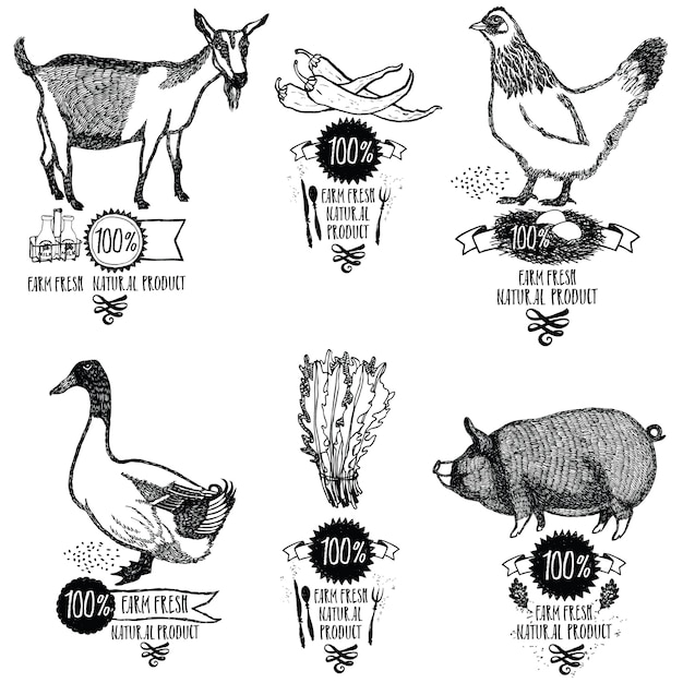 Vecteur gratuit set farm fresh produit naturel poulet goat duck pig