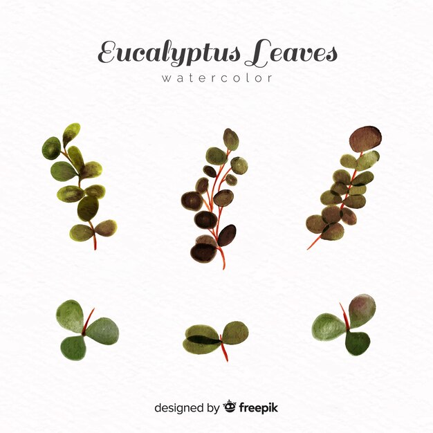 Set de feuilles d&#39;eucalyptus aquarelle